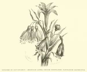 Liliaceae of Sacsahuaman, Amaryllis Aurea, Crinum Urceolatum, Pancratium Recurvatum